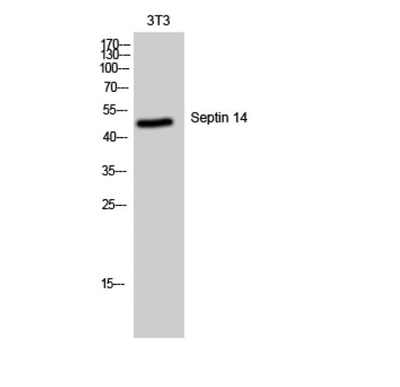 Septin 14 Polyclonal Antibody