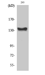 ABL1 Polyclonal Antibody