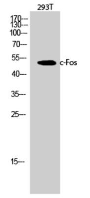 c-Fos Polyclonal Antibody