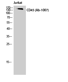 CD45 Polyclonal Antibody