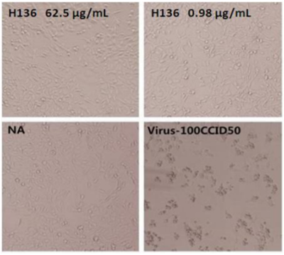 Enterovirus 71 VP1 Neutralizing Antibody