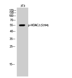 Phospho-HDAC2 (Ser394) Polyclonal Antibody