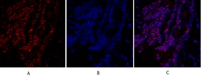 SIRT1 Polyclonal Antibody