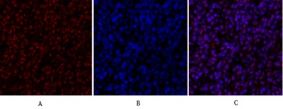 SIRT1 Polyclonal Antibody