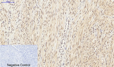 SIRT1 Polyclonal Antibody