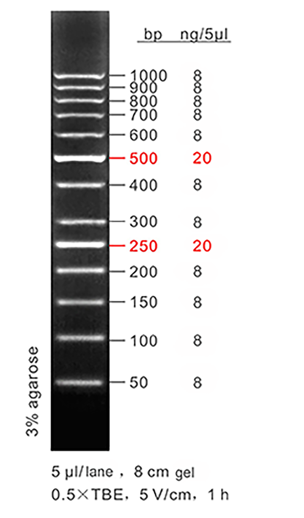 50 Bp DNA Ladder LD 50 1000bp ACE Biolabs Antibody Chemical Enzyme