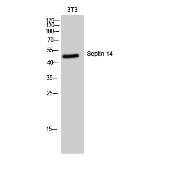 Septin 14 Polyclonal Antibody