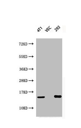 Phospho-Histone H2A.X (S139) Antibody