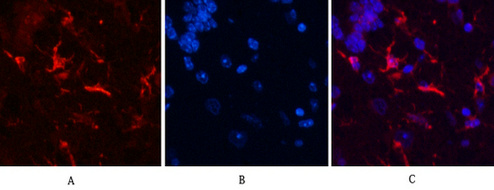 GFAP Monoclonal Antibody(5C8)