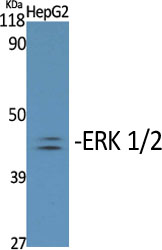 ERK 1/2 (phospho Tyr204) Polyclonal Antibody
