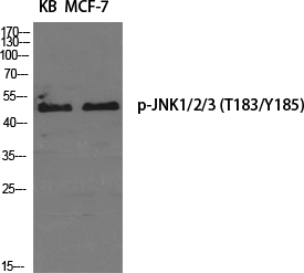 JNK1/2/3 (phospho Thr183/Y185) Polyclonal Antibody