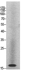 Histone H2A Polyclonal Antibody