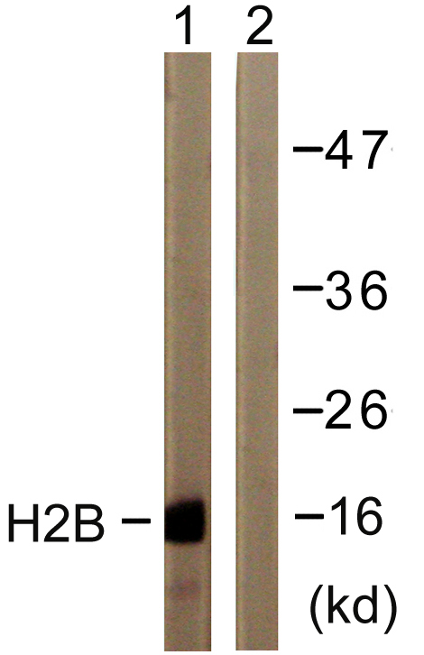 Histone H2B Polyclonal Antibody