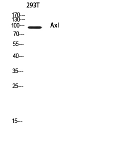 Axl Polyclonal Antibody