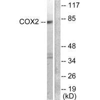 COX2/PTGS2 Polyclonal Antibody