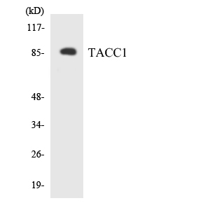 TACC1 Polyclonal Antibody