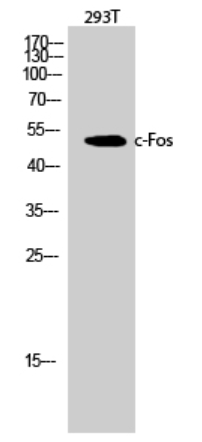 c-Fos Polyclonal Antibody
