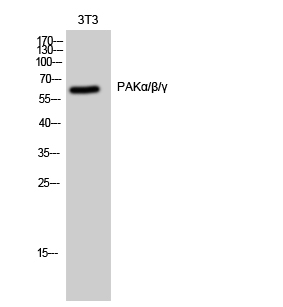 PAK1/2/3 Polyclonal Antibody