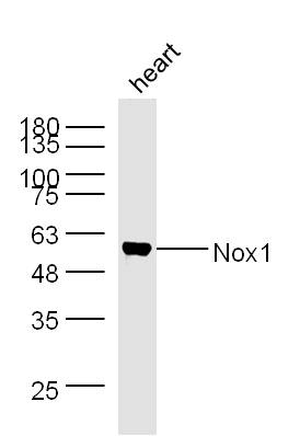 Nox1/NADPH oxidase 1 Polyclonal Antibody