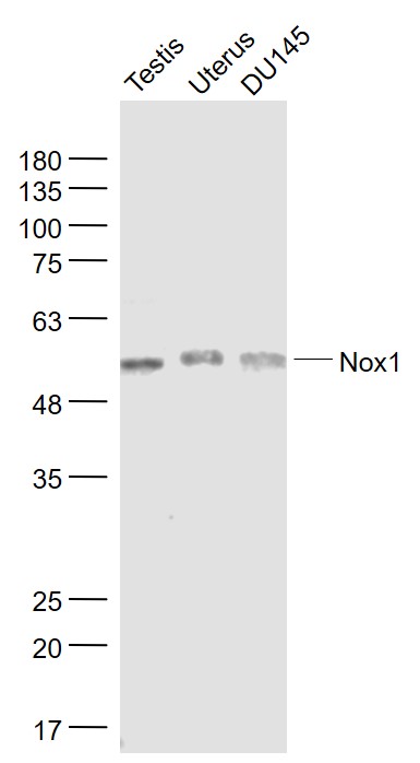 Nox1/NADPH oxidase 1 Polyclonal Antibody