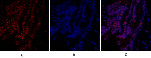 SIRT1 Polyclonal Antibody