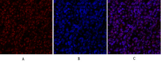 SIRT1 Polyclonal Antibody