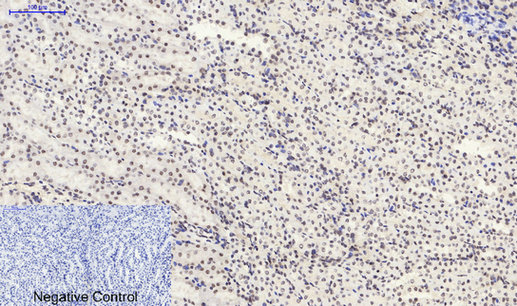 SIRT1 Polyclonal Antibody