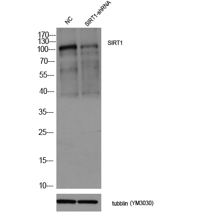 SIRT1 Polyclonal Antibody