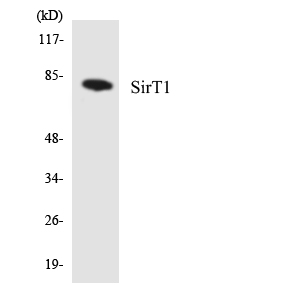 SIRT1 Polyclonal Antibody