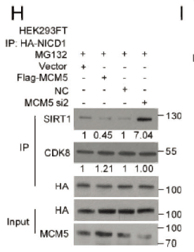 SIRT1 Polyclonal Antibody