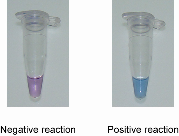 Mycoplasma Detector